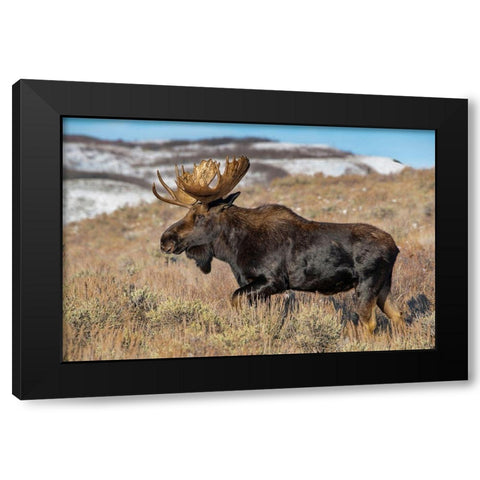 Portrait of Bull moose in sagebrush-Grand Teton National Park-Wyoming Black Modern Wood Framed Art Print with Double Matting by Garber, Howie