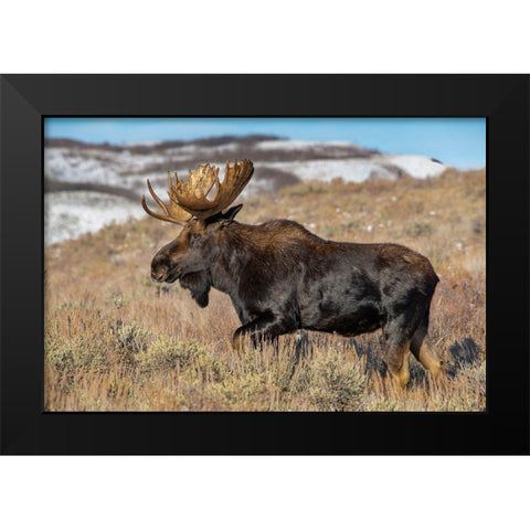 Portrait of Bull moose in sagebrush-Grand Teton National Park-Wyoming Black Modern Wood Framed Art Print by Garber, Howie