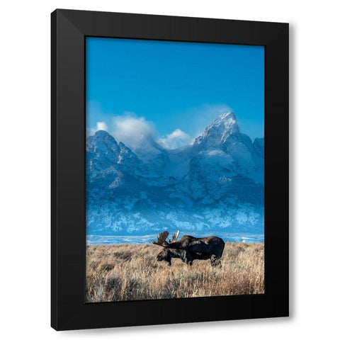 Bull moose portrait with Grand Teton Mountain and National Park in background-Wyoming Black Modern Wood Framed Art Print with Double Matting by Garber, Howie
