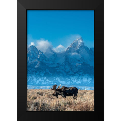 Bull moose portrait with Grand Teton Mountain and National Park in background-Wyoming Black Modern Wood Framed Art Print by Garber, Howie