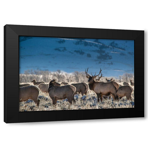 Bull elk towers over his harem of four females Grand Teton National Park-Wyoming Black Modern Wood Framed Art Print by Garber, Howie