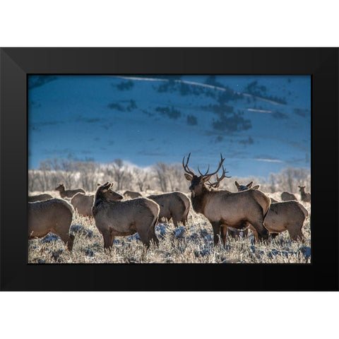 Bull elk towers over his harem of four females Grand Teton National Park-Wyoming Black Modern Wood Framed Art Print by Garber, Howie
