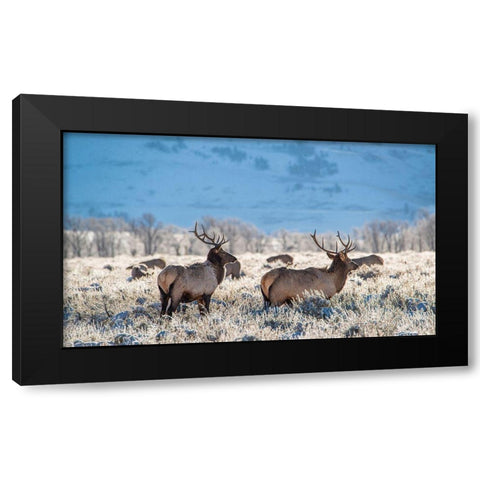 Two Bull elk graze in sagebrush-Grand Teton National Park-Wyoming Black Modern Wood Framed Art Print with Double Matting by Garber, Howie