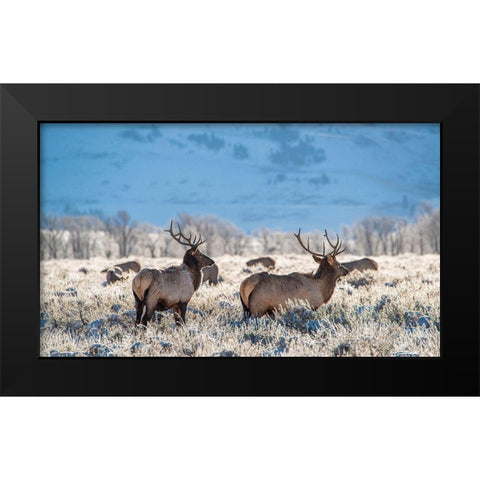 Two Bull elk graze in sagebrush-Grand Teton National Park-Wyoming Black Modern Wood Framed Art Print by Garber, Howie