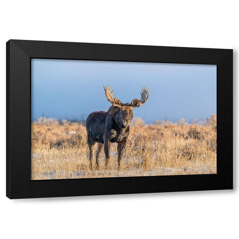 Eye contact from Bull Moose-Grand Teton National Park-Wyoming Black Modern Wood Framed Art Print with Double Matting by Garber, Howie