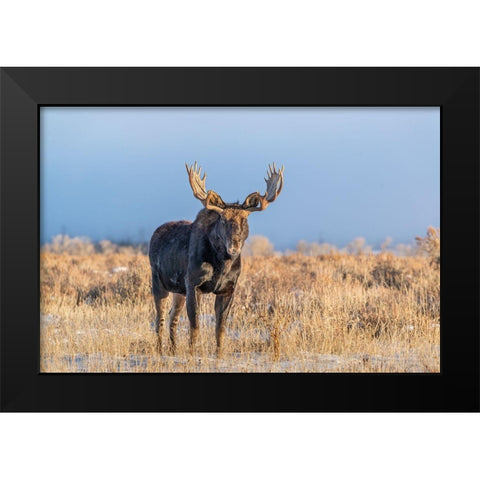 Eye contact from Bull Moose-Grand Teton National Park-Wyoming Black Modern Wood Framed Art Print by Garber, Howie
