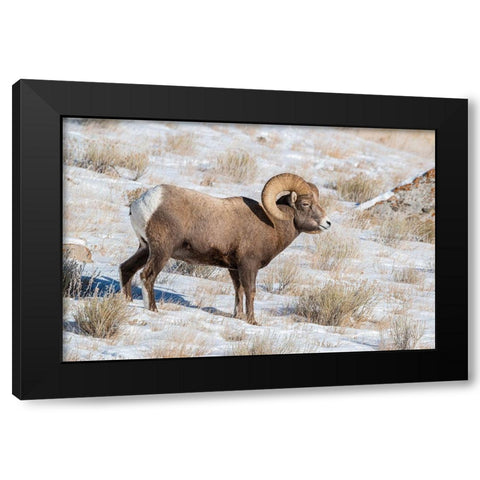 Large Bighorn Ram grazing in meadow-National elk Reserve near Grand Teton National Park-Wyoming Black Modern Wood Framed Art Print with Double Matting by Garber, Howie