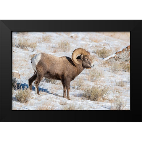 Large Bighorn Ram grazing in meadow-National elk Reserve near Grand Teton National Park-Wyoming Black Modern Wood Framed Art Print by Garber, Howie