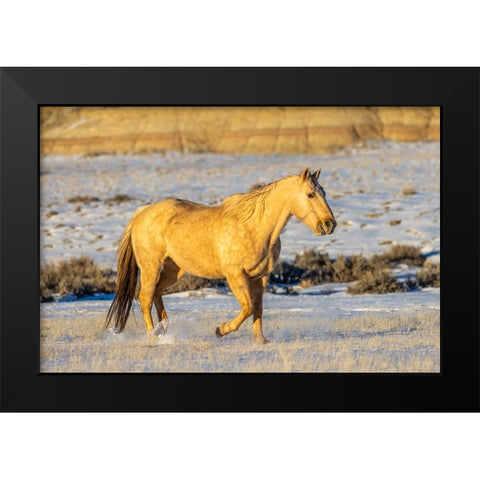 USA- Wyoming. Hideout Horse Ranch- horse in snow. Black Modern Wood Framed Art Print by Looney, Hollice