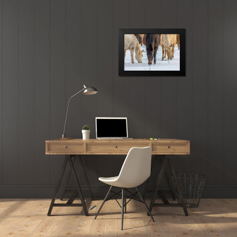 USA- Wyoming. Hideout Horse Ranch- horses grazing in the snow. Black Modern Wood Framed Art Print by Looney, Hollice