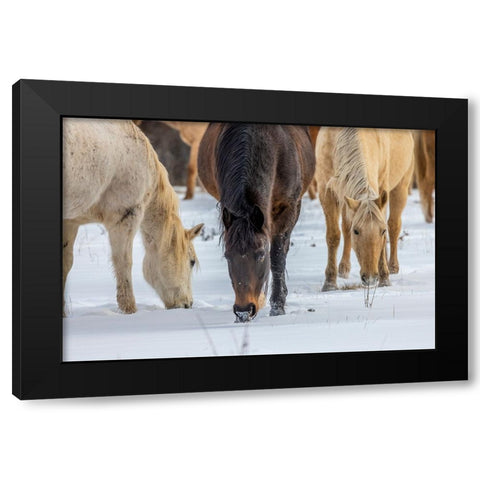 USA- Wyoming. Hideout Horse Ranch- horses grazing in the snow. Black Modern Wood Framed Art Print by Looney, Hollice