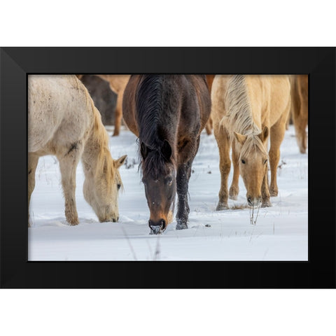 USA- Wyoming. Hideout Horse Ranch- horses grazing in the snow. Black Modern Wood Framed Art Print by Looney, Hollice