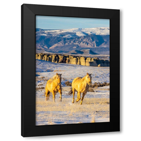 USA- Wyoming. Hideout Horse Ranch- horses in snow. Black Modern Wood Framed Art Print by Looney, Hollice