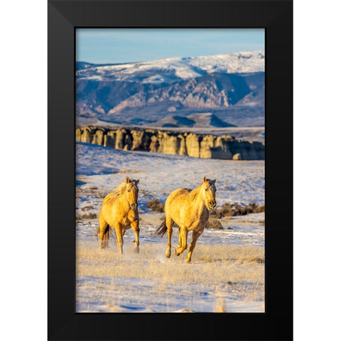USA- Wyoming. Hideout Horse Ranch- horses in snow. Black Modern Wood Framed Art Print by Looney, Hollice
