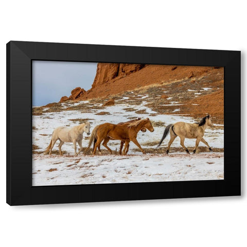USA- Wyoming. Hideout Horse Ranch- horses in snow. Black Modern Wood Framed Art Print by Looney, Hollice