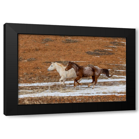 USA- Wyoming. Hideout Horse Ranch- horses in snow. Black Modern Wood Framed Art Print by Looney, Hollice