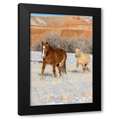 USA- Wyoming. Hideout Horse Ranch- horses in snow. Black Modern Wood Framed Art Print by Looney, Hollice