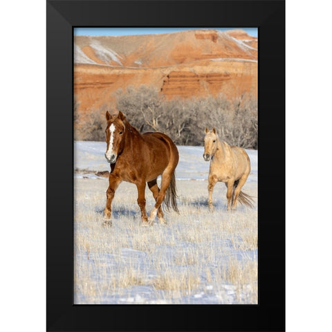 USA- Wyoming. Hideout Horse Ranch- horses in snow. Black Modern Wood Framed Art Print by Looney, Hollice
