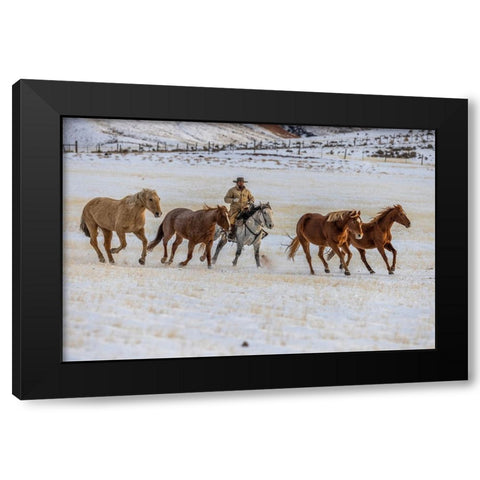 USA- Wyoming. Hideout Horse Ranch- wrangler and horses in snow. Black Modern Wood Framed Art Print by Looney, Hollice