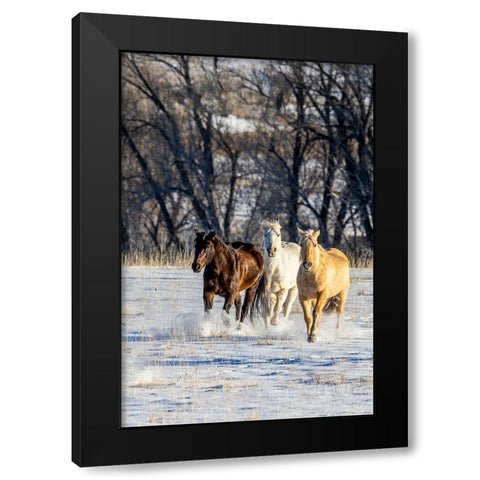 USA- Wyoming. Hideout Ranch- horses running. Black Modern Wood Framed Art Print with Double Matting by Looney, Hollice