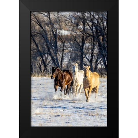 USA- Wyoming. Hideout Ranch- horses running. Black Modern Wood Framed Art Print by Looney, Hollice