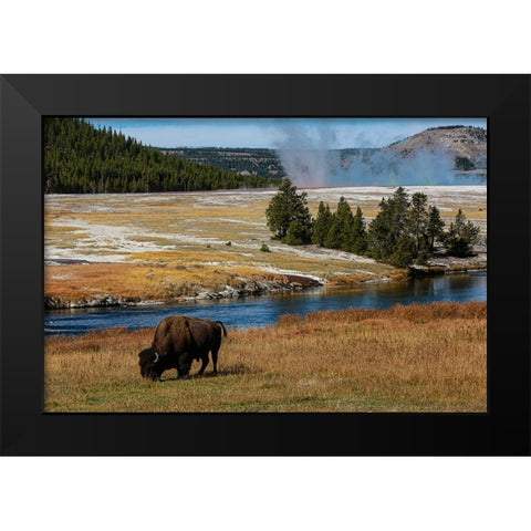 Yellowstone National Park-USA-Wyoming Buffalo and Old Faithful Black Modern Wood Framed Art Print by Sienda, Jolly