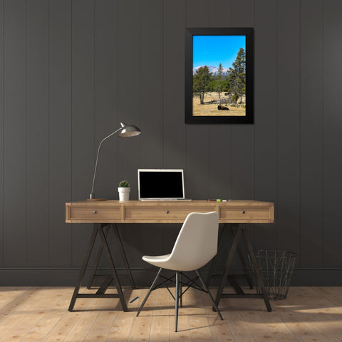 Yellowstone National Park-Wyoming-USA Buffalo Black Modern Wood Framed Art Print by Sienda, Jolly