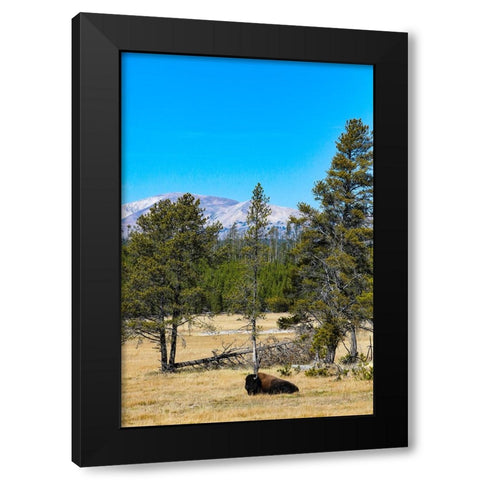 Yellowstone National Park-Wyoming-USA Buffalo Black Modern Wood Framed Art Print with Double Matting by Sienda, Jolly