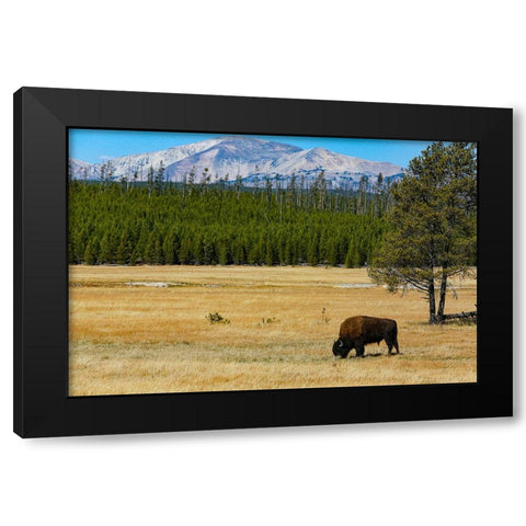 Yellowstone National Park-Wyoming-USA Buffalo Black Modern Wood Framed Art Print with Double Matting by Sienda, Jolly