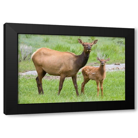 WY-Yellowstone National Park-Elk calf and mother Black Modern Wood Framed Art Print with Double Matting by Wild, Jamie and Judy