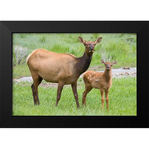 WY-Yellowstone National Park-Elk calf and mother Black Modern Wood Framed Art Print by Wild, Jamie and Judy