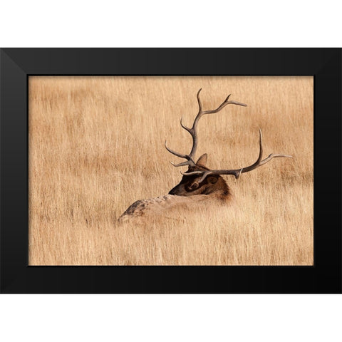 WY-Yellowstone National Park-Bull Elk-in meadow-(Cervus elaphus) Black Modern Wood Framed Art Print by Wild, Jamie and Judy