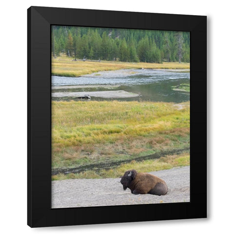 Wyoming- Yellowstone National Park. Mature Bull Bison Black Modern Wood Framed Art Print by Wild, Jamie and Judy