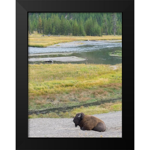 Wyoming- Yellowstone National Park. Mature Bull Bison Black Modern Wood Framed Art Print by Wild, Jamie and Judy
