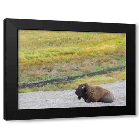 Wyoming- Yellowstone National Park. Mature Bull Bison Black Modern Wood Framed Art Print with Double Matting by Wild, Jamie and Judy