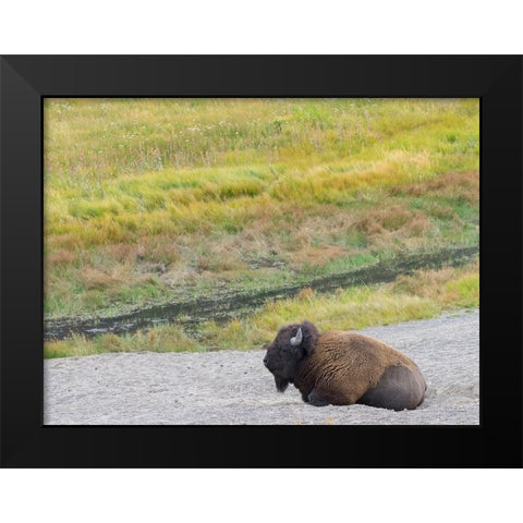 Wyoming- Yellowstone National Park. Mature Bull Bison Black Modern Wood Framed Art Print by Wild, Jamie and Judy