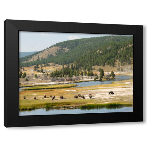 Wyoming- Yellowstone National Park. Bison herd and Firehole River Black Modern Wood Framed Art Print with Double Matting by Wild, Jamie and Judy