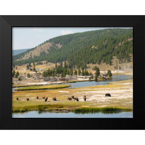 Wyoming- Yellowstone National Park. Bison herd and Firehole River Black Modern Wood Framed Art Print by Wild, Jamie and Judy