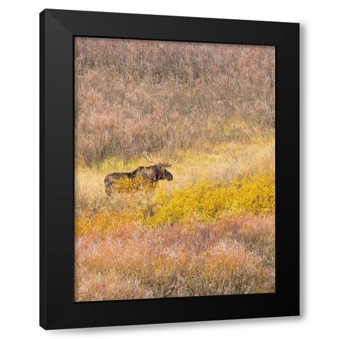 Wyoming- Grand Teton National Park. Willow Flats- bull moose Black Modern Wood Framed Art Print with Double Matting by Wild, Jamie and Judy