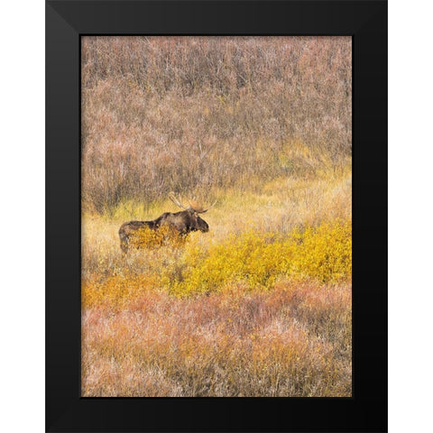 Wyoming- Grand Teton National Park. Willow Flats- bull moose Black Modern Wood Framed Art Print by Wild, Jamie and Judy