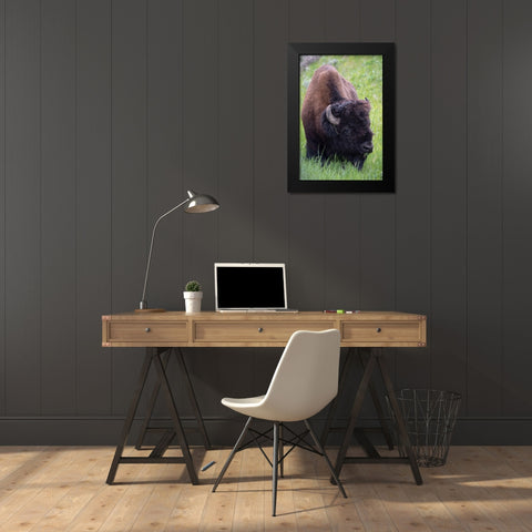 Wyoming Bison grazing-Yellowstone National Park Black Modern Wood Framed Art Print by Zimmerman, Judith