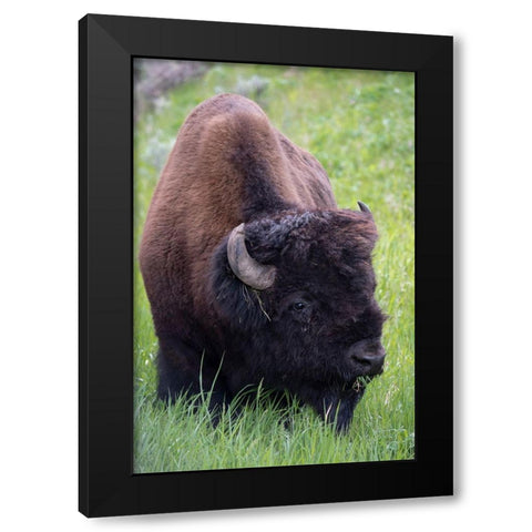 Wyoming Bison grazing-Yellowstone National Park Black Modern Wood Framed Art Print with Double Matting by Zimmerman, Judith