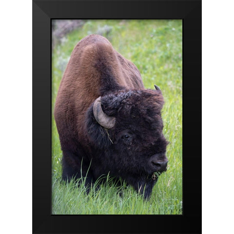 Wyoming Bison grazing-Yellowstone National Park Black Modern Wood Framed Art Print by Zimmerman, Judith