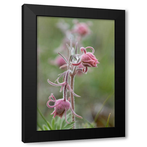 Wyoming Prairie Smoke-Yellowstone National Park Black Modern Wood Framed Art Print with Double Matting by Zimmerman, Judith