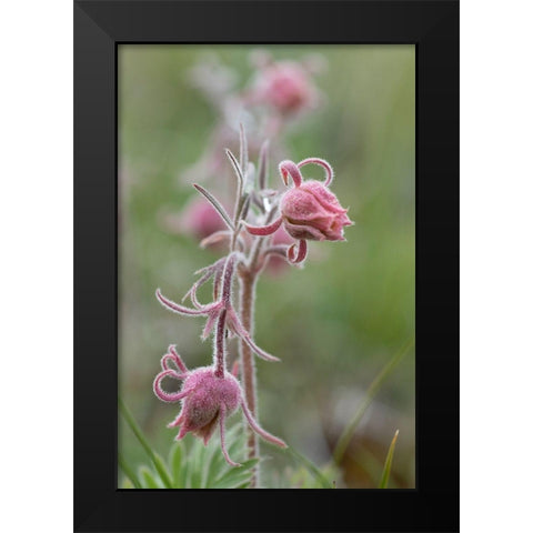 Wyoming Prairie Smoke-Yellowstone National Park Black Modern Wood Framed Art Print by Zimmerman, Judith