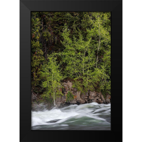 Wyoming Budding trees-La Grange Cascade-Yellowstone National Park Black Modern Wood Framed Art Print by Zimmerman, Judith