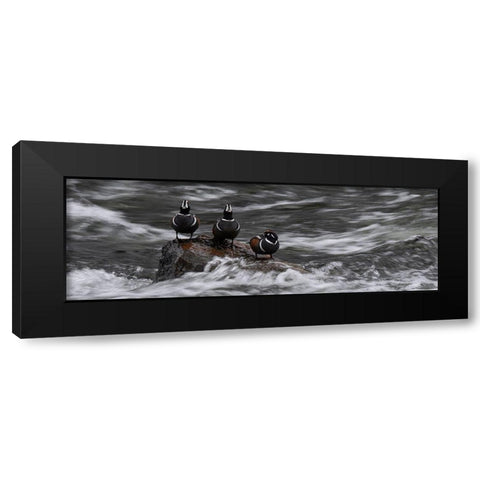 Wyoming Harlequin ducks-La Grange Cascade-Yellowstone National Park Black Modern Wood Framed Art Print with Double Matting by Zimmerman, Judith