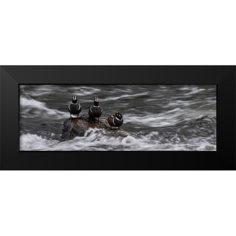 Wyoming Harlequin ducks-La Grange Cascade-Yellowstone National Park Black Modern Wood Framed Art Print by Zimmerman, Judith