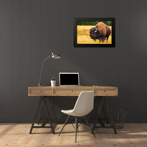 Bison-Yellowstone National Park-Wyoming-USA Black Modern Wood Framed Art Print by Bishop, Russ