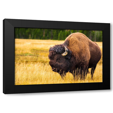 Bison-Yellowstone National Park-Wyoming-USA Black Modern Wood Framed Art Print with Double Matting by Bishop, Russ